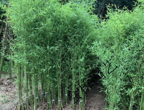 九游体育-美国为什么禁止种植竹子?看后才知道,原来竹子比我们想象的可怕